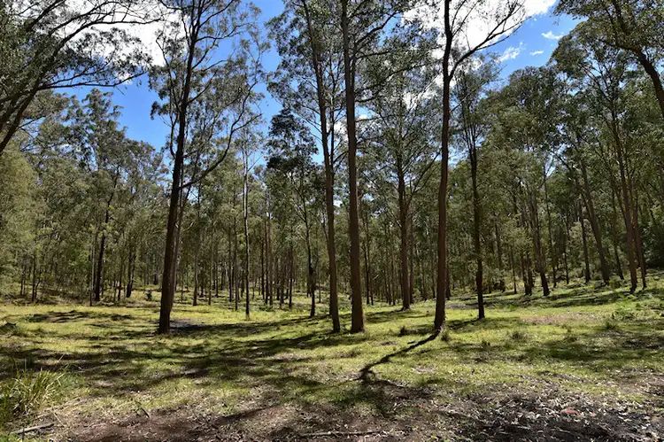 Main view of Homely rural property listing, Lot 3 Great North Road, Laguna NSW 2325