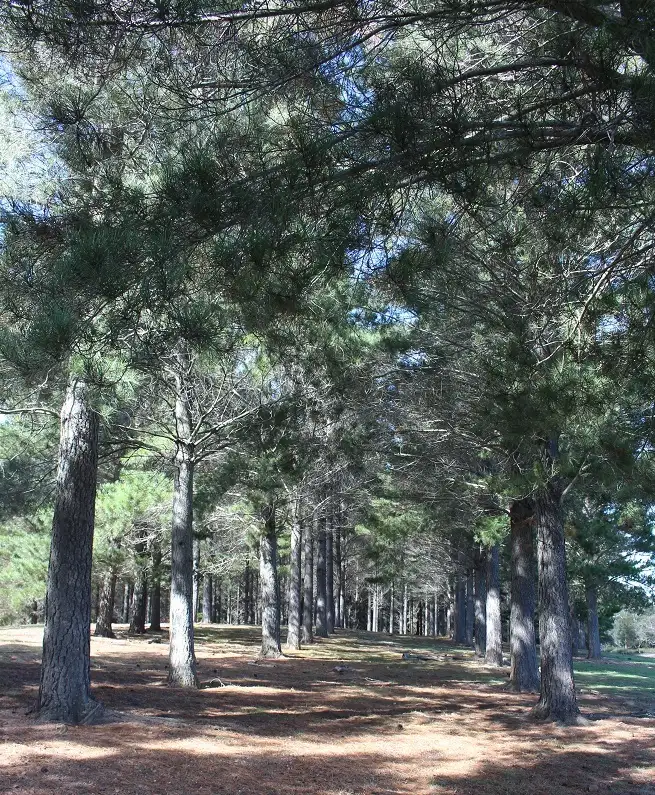Fifth view of Homely land listing, Lot 13 Lower Boro Road, Tarago NSW 2580