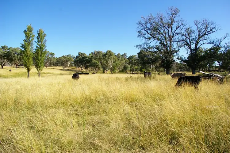 Seventh view of Homely rural property listing, 3242 Thunderbolts Way, Uralla NSW 2358