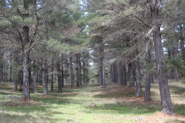 Sixth view of Homely land listing, Lot 2 Pine Bank Drive, Tarago NSW 2580