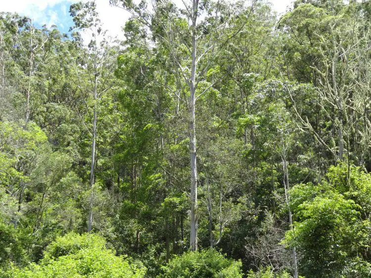 Third view of Homely rural property listing, 1347 GRADYS CREEK ROAD, Kyogle NSW 2474