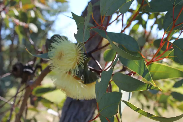 Seventh view of Homely rural property listing, 1335 Warwick Yangan Road, Warwick QLD 4370