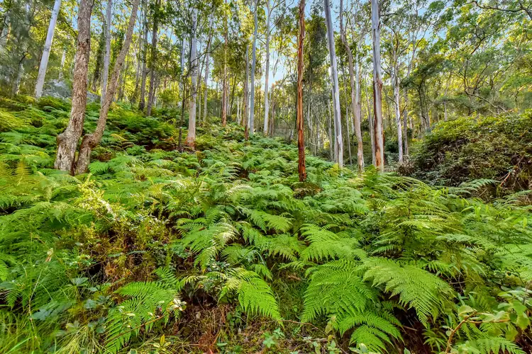 Sixth view of Homely rural property listing, 1295 Watagan Creek Road, Laguna NSW 2325