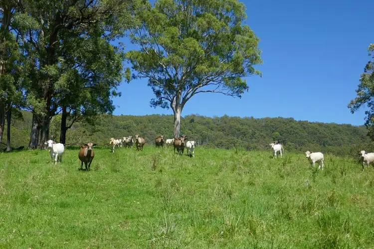 Third view of Homely rural property listing, 183 Williams Rd, Kyogle NSW 2474