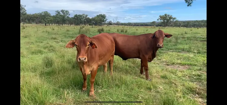 404 New Valley Rd, TINGHA, Inverell NSW 2360