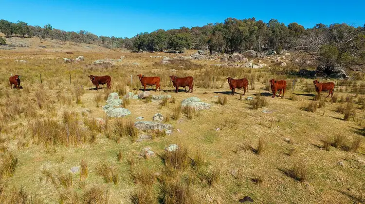 Fourth view of Homely house listing, 404 New Valley Rd, TINGHA, Inverell NSW 2360