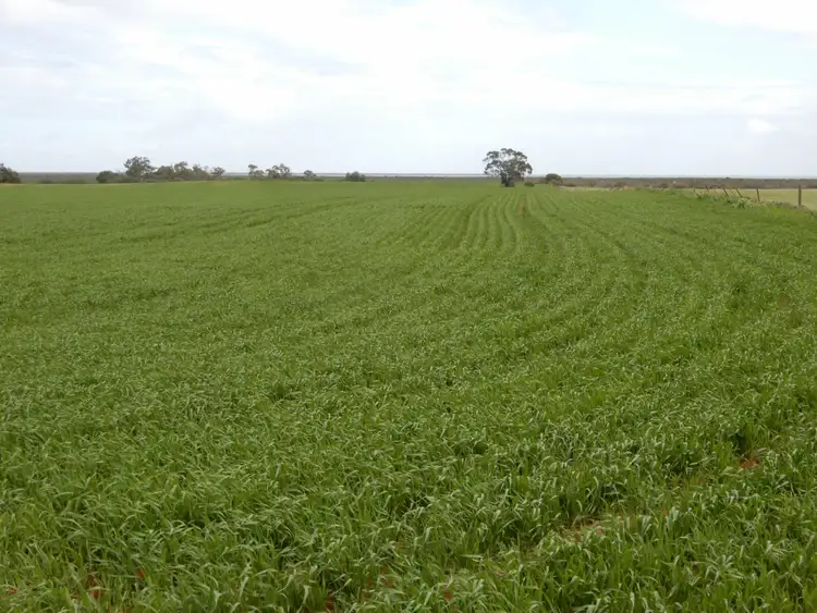 Fifth view of Homely rural property listing, Allotment 521 Nelshaby Road, Napperby SA 5540