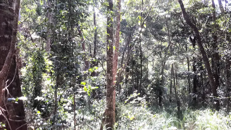 Second view of Homely rural property listing, 161 Gold Coast Road, Ravenshoe QLD 4888