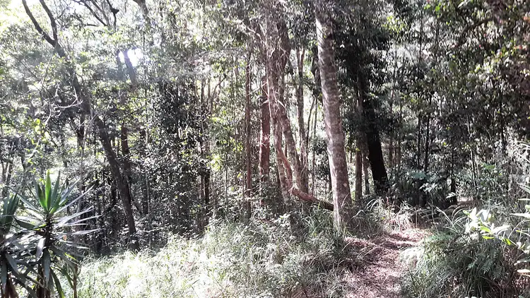 Third view of Homely rural property listing, 161 Gold Coast Road, Ravenshoe QLD 4888