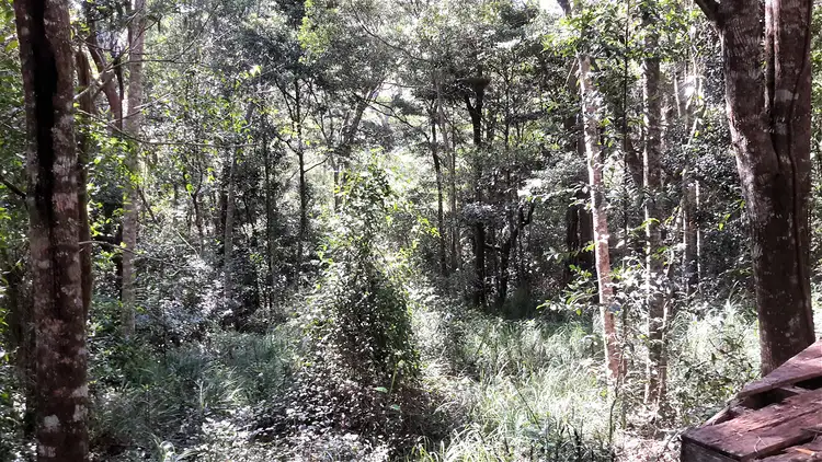 Sixth view of Homely rural property listing, 161 Gold Coast Road, Ravenshoe QLD 4888