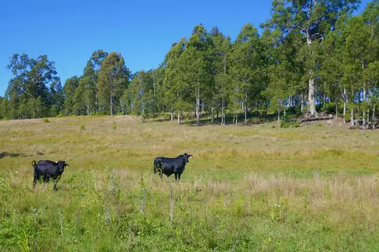 Second view of Homely rural property listing, 425 Old Dyraaba Road, Casino NSW 2470