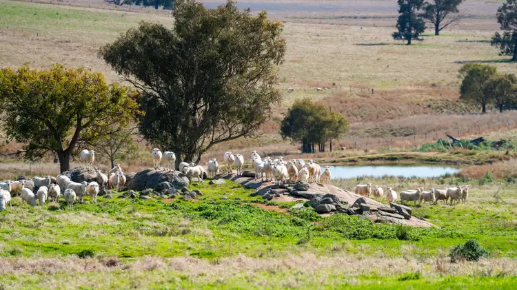 Seventh view of Homely rural property listing, 'Part Glenmoira'/524 Munyaplah Settlement Rd, Alma Park NSW 2659