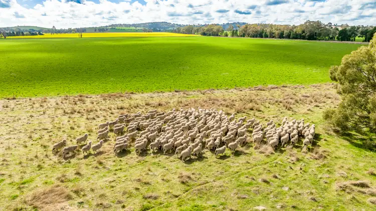 Second view of Homely rural property listing, 'Reynella'/348 Reynella Rd, Walbundrie NSW 2642