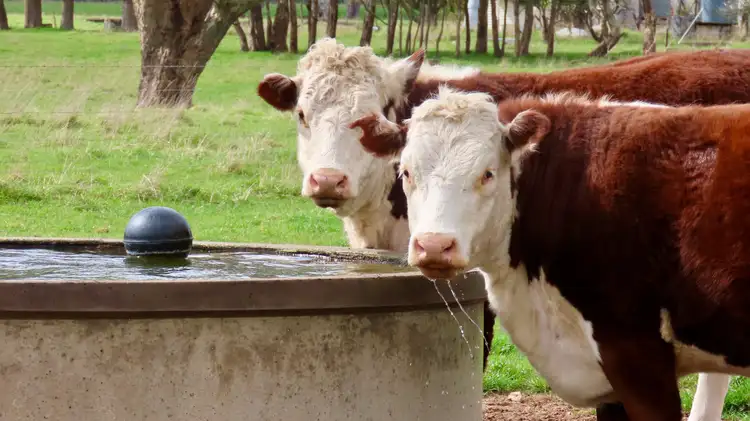 3897 Casterton Penola Road