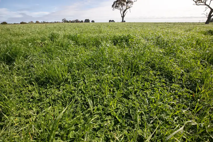 Main view of Homely rural property listing, 237 Bridge Rd, Naracoorte SA 5271