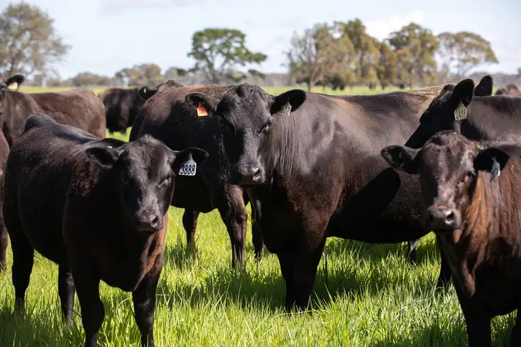 Third view of Homely rural property listing, 237 Bridge Rd, Naracoorte SA 5271