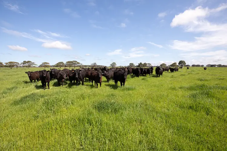 Fourth view of Homely rural property listing, 237 Bridge Rd, Naracoorte SA 5271