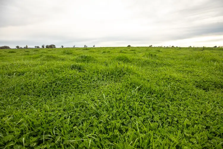 Seventh view of Homely rural property listing, 237 Bridge Rd, Naracoorte SA 5271