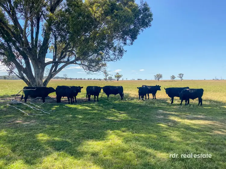 Second view of Homely rural property listing, 82 Tienga Road, Bundarra NSW 2359