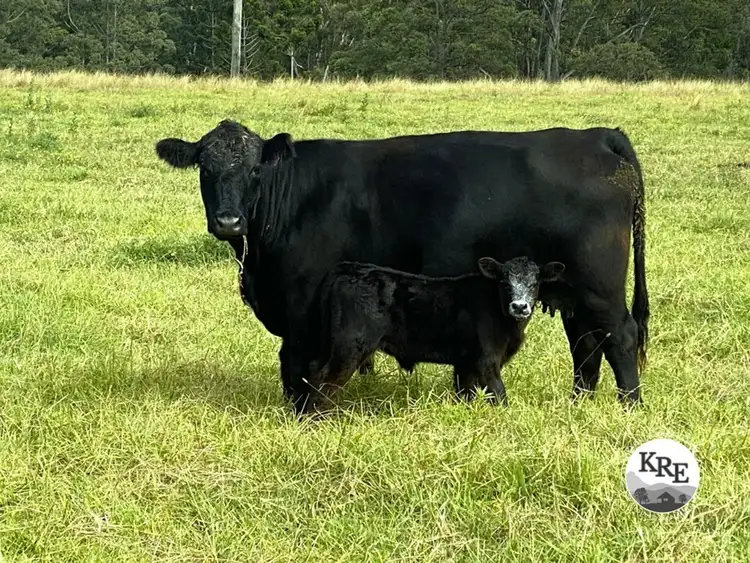 14072 Mount Lindesay Hwy