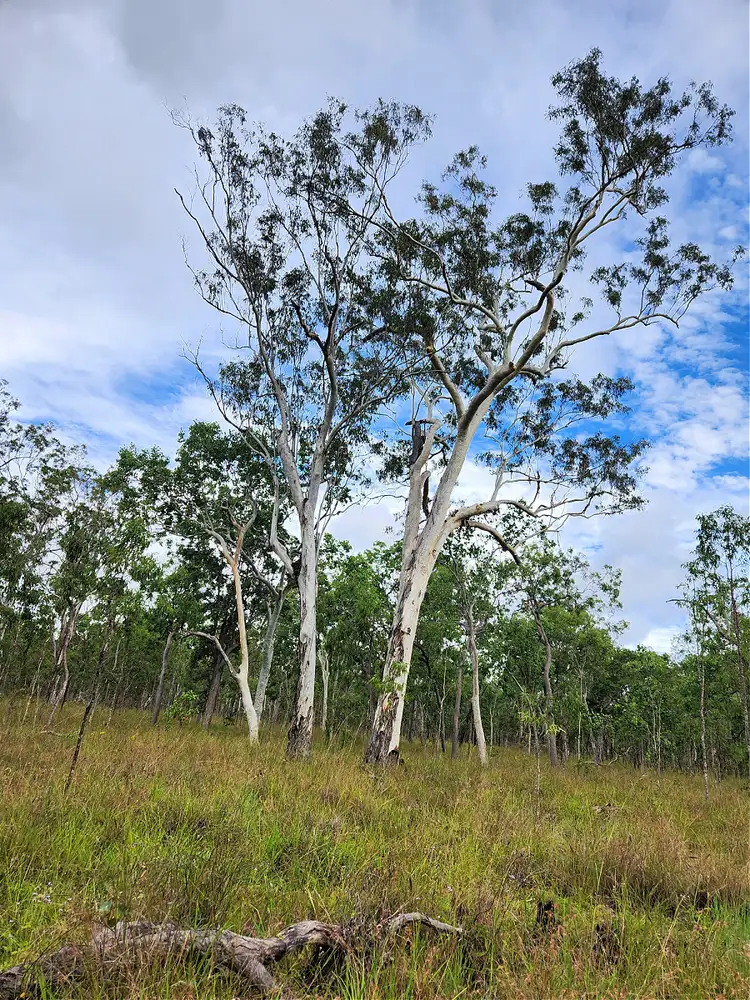 Third view of Homely land listing, 24 Dalrymple Dr, Millstream QLD 4888