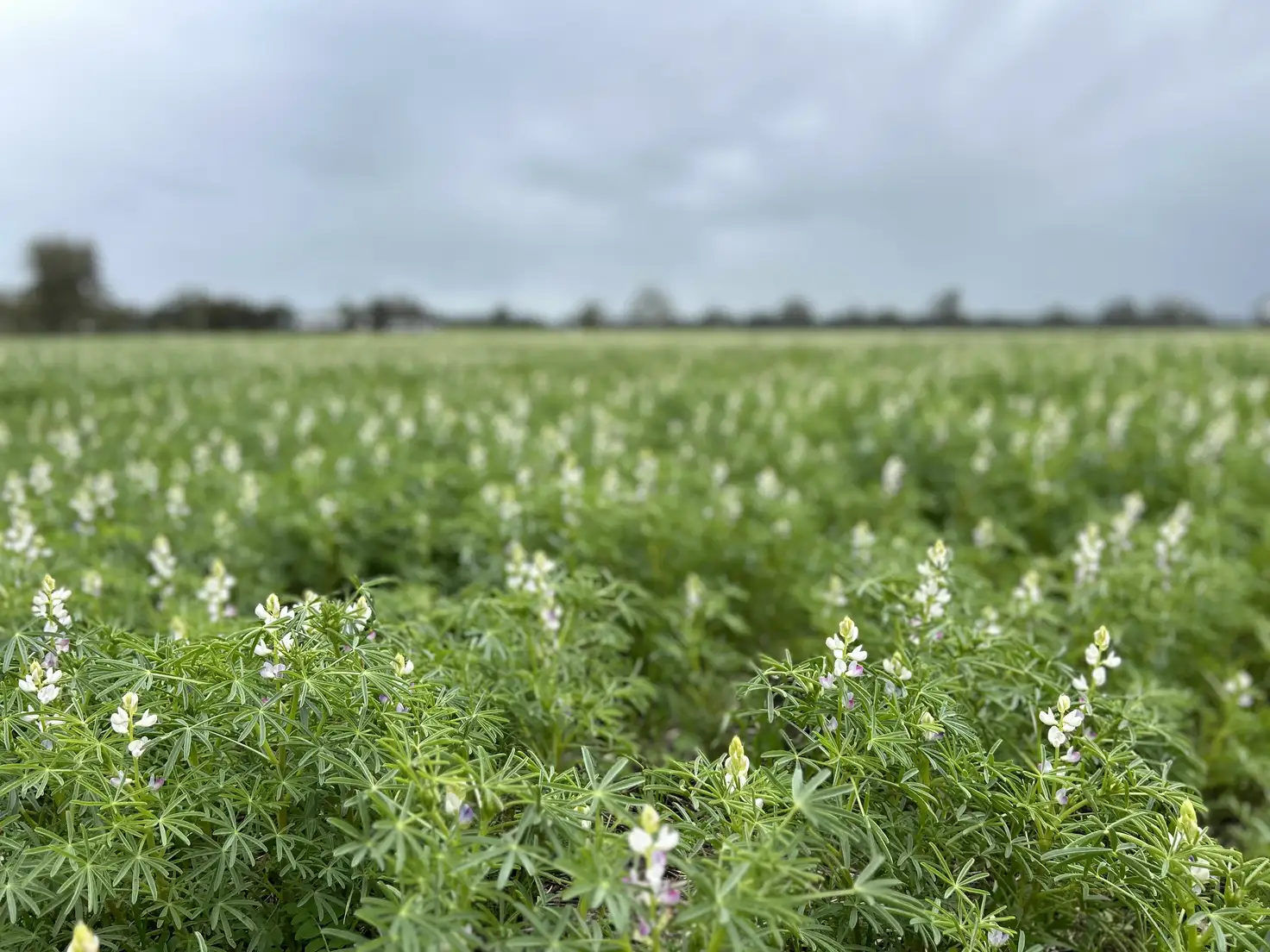 Main view of Homely rural property listing, 210 Butterworths Rd, Benayeo VIC 3319