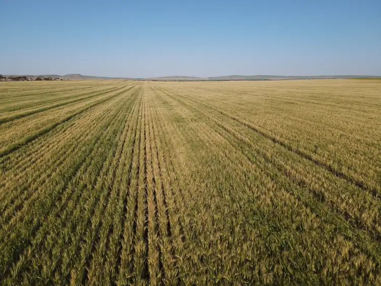 Second view of Homely rural property listing, 'BLACKS' Mundoora Road, Port Broughton SA 5522