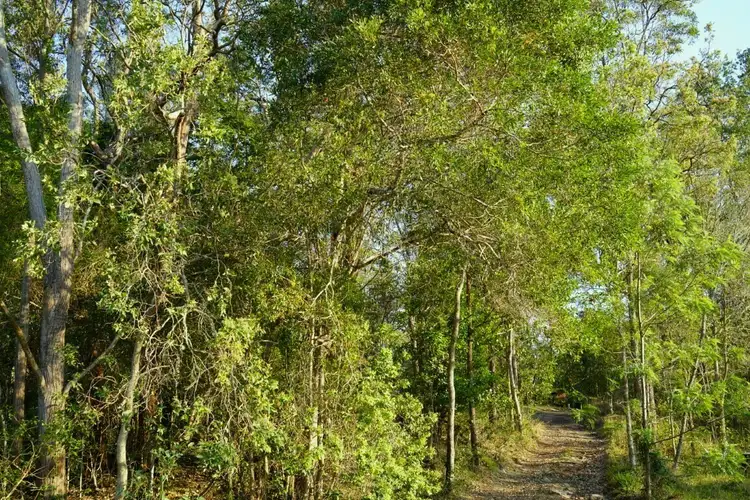 Sixth view of Homely rural property listing, 1465 Afterlee Rd, Kyogle NSW 2474