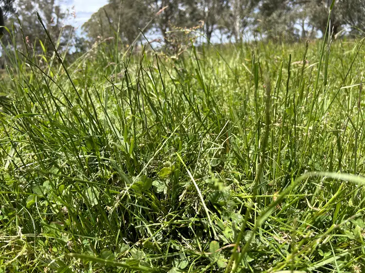 Main view of Homely rural property listing, Lot/4 Sullivans Rd, Dartmoor VIC 3304