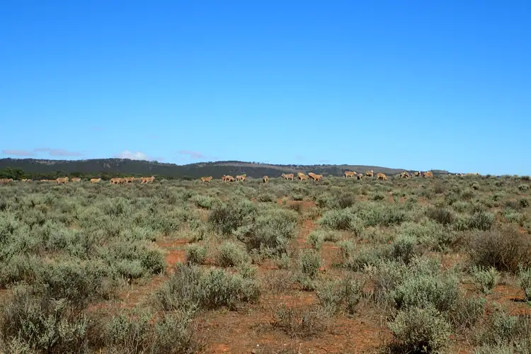 'Markeys' Bri Glen Springs Road, Wonna SA 5419