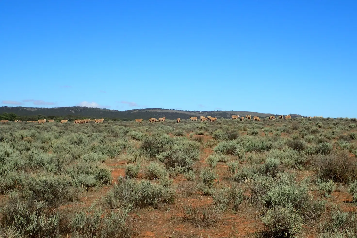 Main view of Homely rural property listing, 'Markeys' Bri Glen Springs Road, Wonna SA 5419