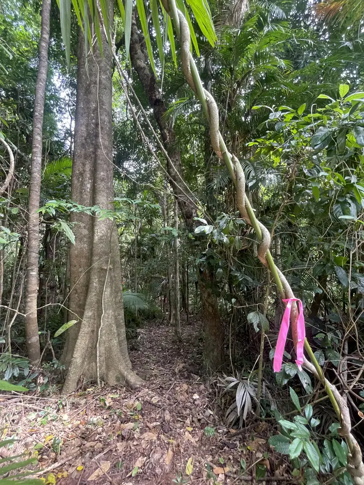 Sixth view of Homely land listing, 17 Bicton Cl, Bingil Bay QLD 4852