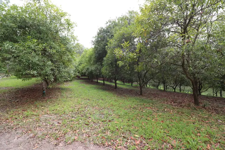 Third view of Homely rural property listing, 137 Browns Rd, Yarrahapinni NSW 2441