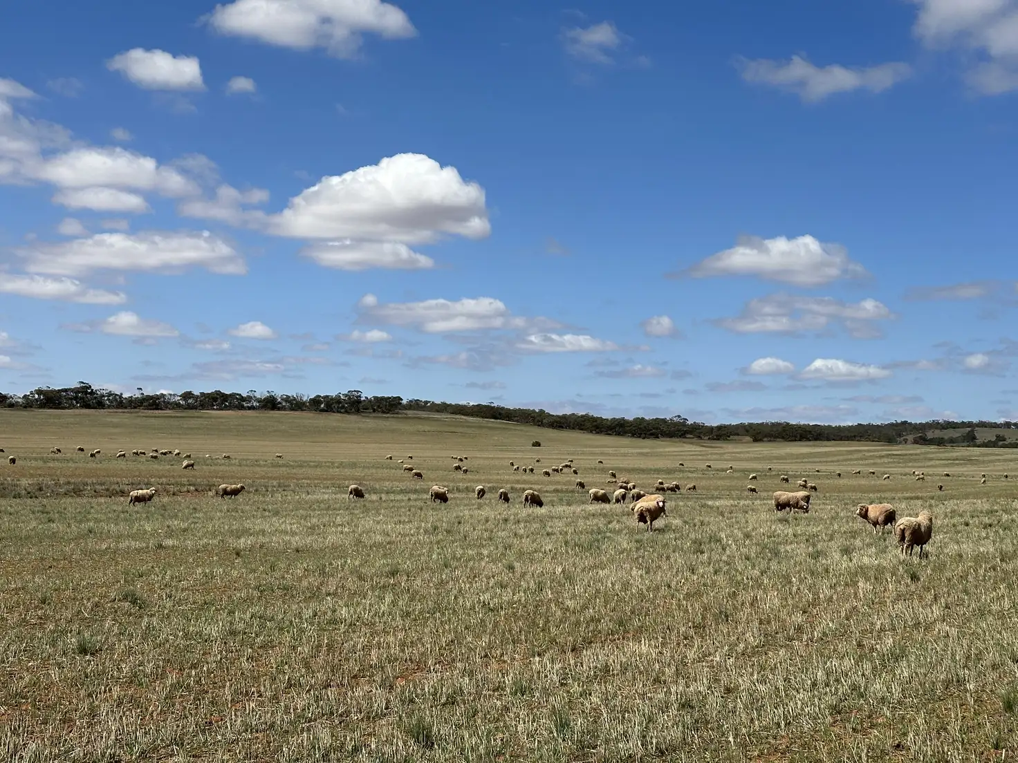 Main view of Homely rural property listing, 534 Sparks Rd, Yatina SA 5422