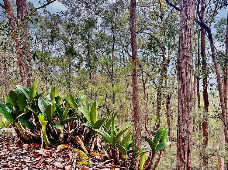Fifth view of Homely rural property listing, 780 Milsons Arm Road, Wollombi NSW 2325