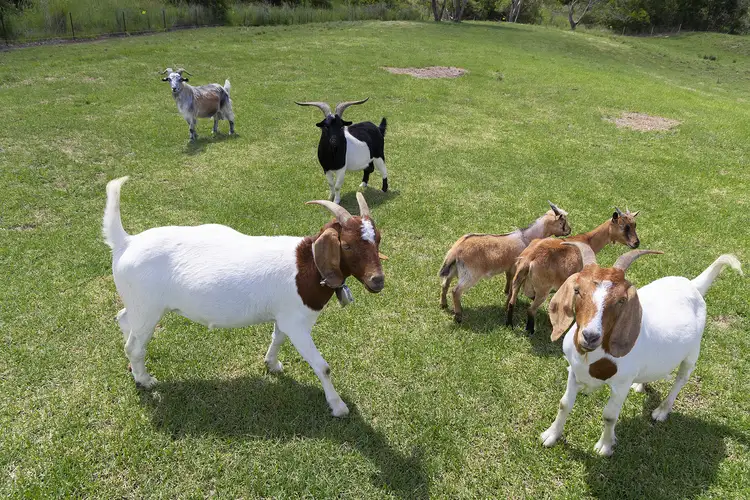 Fifth view of Homely rural property listing, 30 Wallanbah Rd, Nabiac NSW 2312