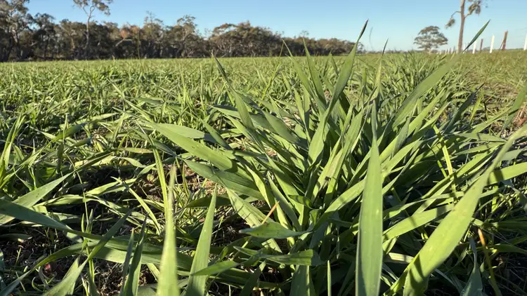 CA/75 A Watkins Road, Karnak VIC 3401