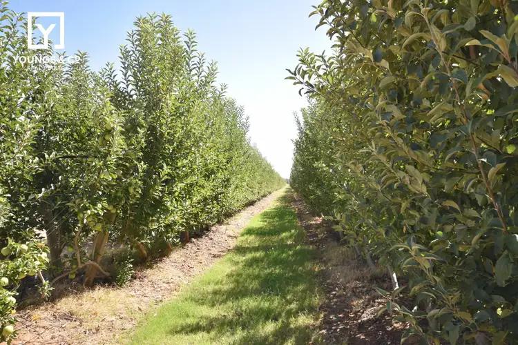 Second view of Homely rural property listing, 6439 Benalla-Tocumwal Rd, Yarroweyah VIC 3644