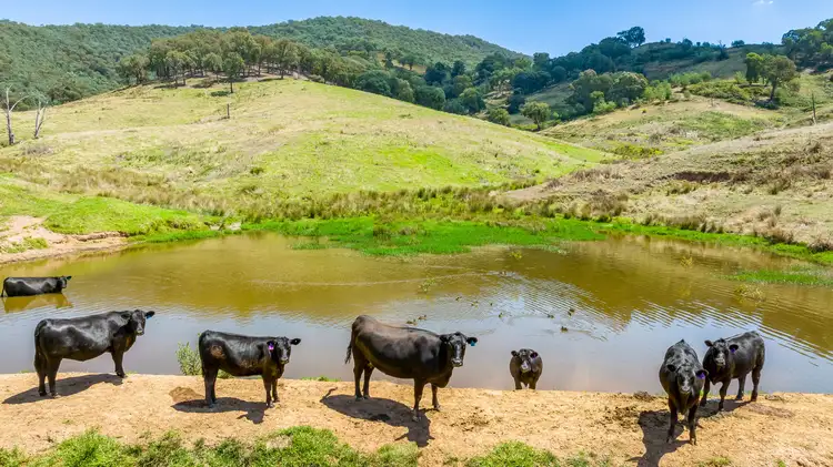 Third view of Homely rural property listing, "Tom's" Tallys Lane, Tallangatta Valley VIC 3701