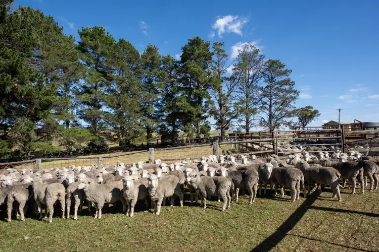 Seventh view of Homely rural property listing, 25 Cafes Rd, Mudgee NSW 2850