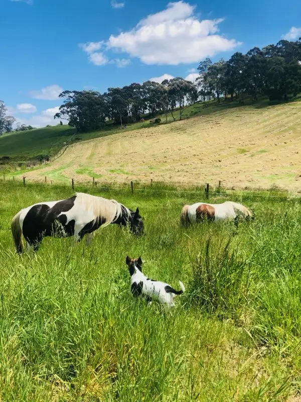 Fifth view of Homely house listing, 360 Paechtown Rd, Paechtown SA 5245