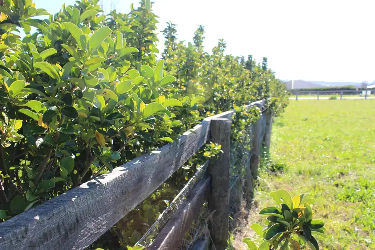 Third view of Homely land listing, 141 Moobi Road, Scone NSW 2337