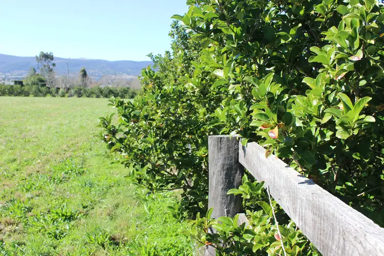 Fourth view of Homely land listing, 141 Moobi Road, Scone NSW 2337