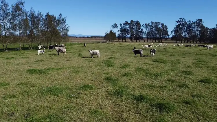 Main view of Homely rural property listing, Lot/811 Left Bank Road, Kinchela NSW 2440