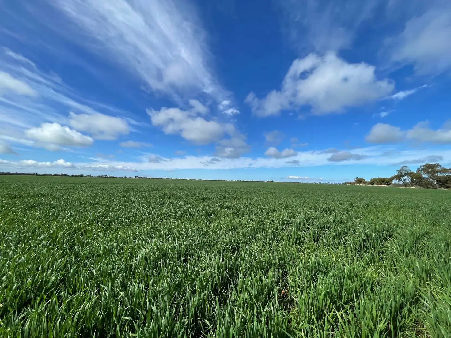Main view of Homely rural property listing, 374 Melton Pontifex Rd, Melton SA 5552