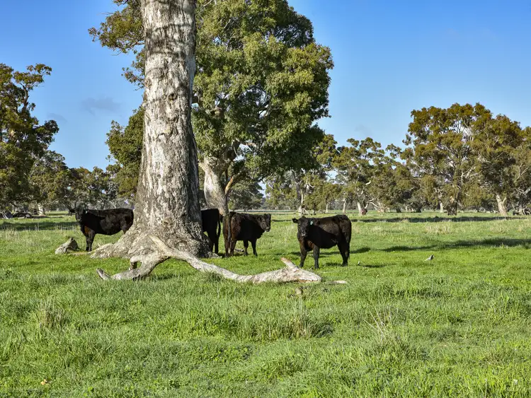 Second view of Homely rural property listing, 344 Krongart Road, Penola SA 5277