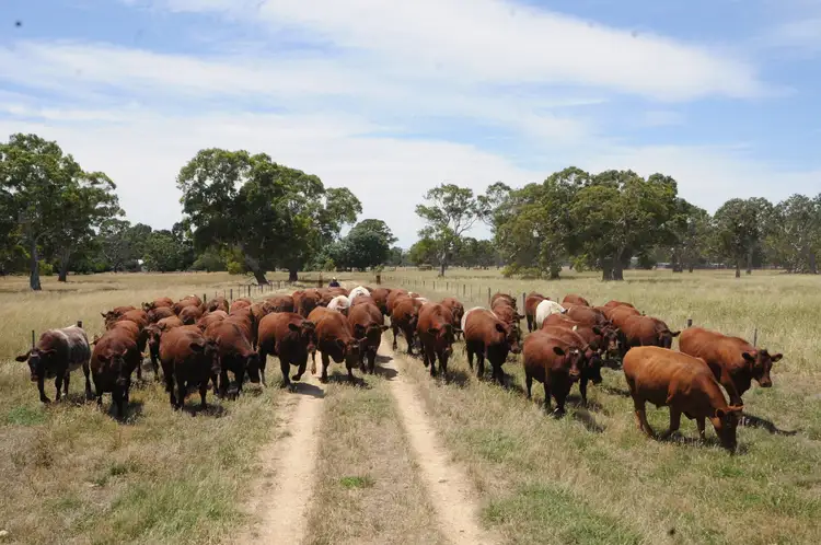 Fifth view of Homely rural property listing, 344 Krongart Road, Penola SA 5277