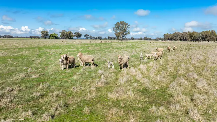 Sixth view of Homely rural property listing, 'Spring Lagoon'/487 Maloney Rd, Burrumbuttock NSW 2642