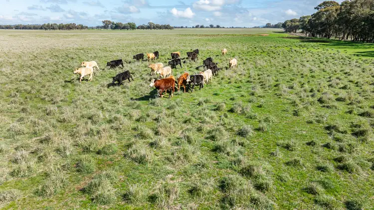 Seventh view of Homely rural property listing, 'Spring Lagoon'/487 Maloney Rd, Burrumbuttock NSW 2642