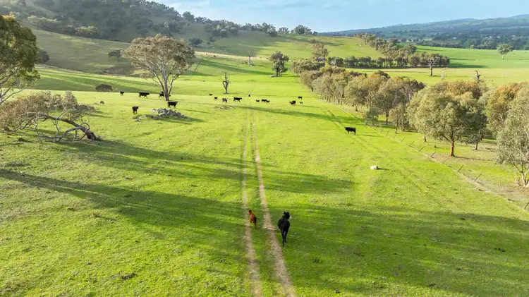 Third view of Homely rural property listing, 'Savannah'/333 Morrice Lane, Mullengandra NSW 2644